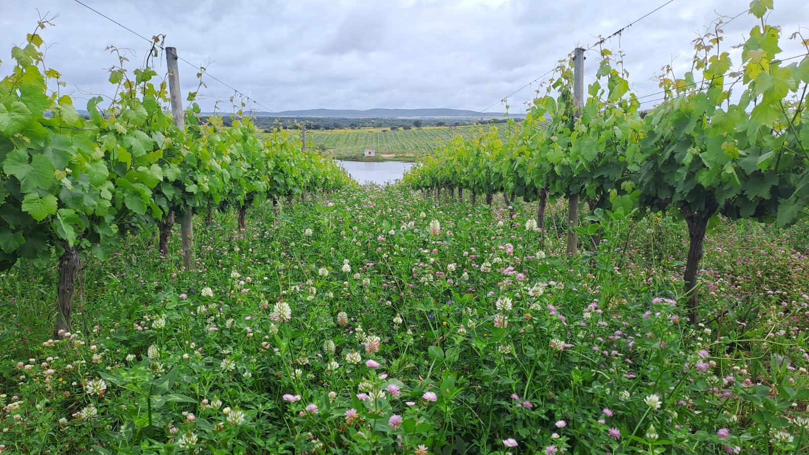 Vinha em viticultura regenerativa